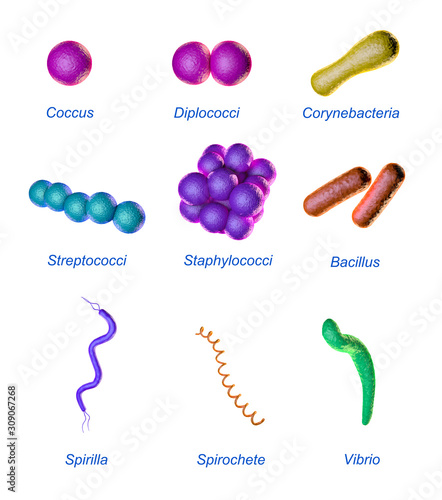 Bacterial shapes photo