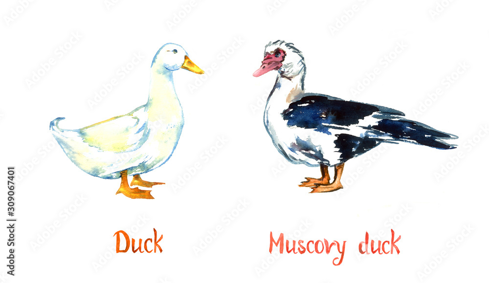 Fototapeta premium White Domestic and South American Muscovy duck standing on green meadow, hand painted watercolor illustration design element for invitation, card, print, posters