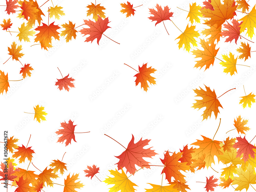 Maple leaves vector background, autumn foliage on white graphic design. Maple leaves vector background, autumn foliage on white graphic design.