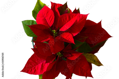 Top view of Red poinsettia flower