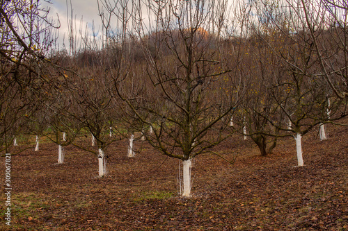 Wallpaper Mural trimmed trees in an orchard before winter Torontodigital.ca