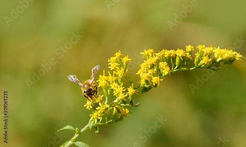 Bee gathering nectar from goldenrod wildflower with green copyspace  background