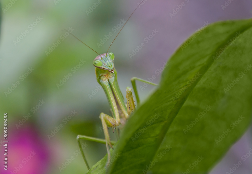 Preying mantis peeking over the edge of a leaf looking for insect prey