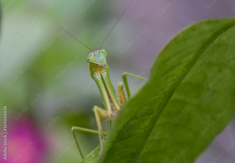 Preying mantis peeking over the edge of a leaf looking for insect prey Preying mantis peeking over the edge of a leaf looking for insect prey