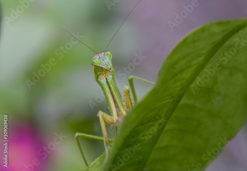 Preying mantis peeking over the edge of a leaf looking for insect prey