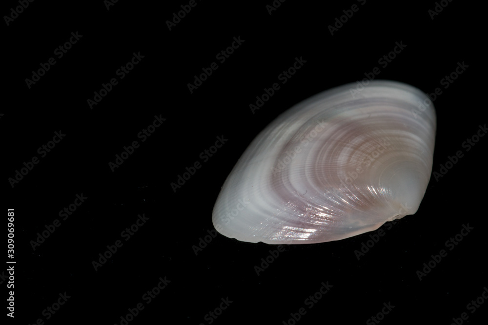 Seashell on black background Seashell on black background