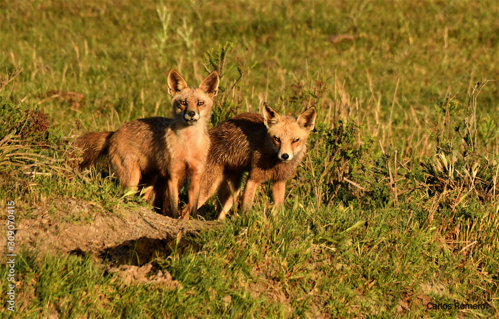 Pareja de zorros Pareja de zorros