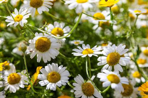 Daisies in a summer field