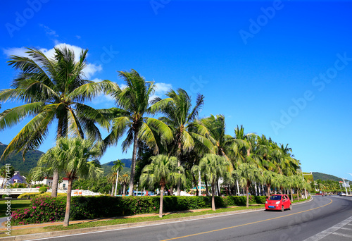 Coconut trees against a blue sky