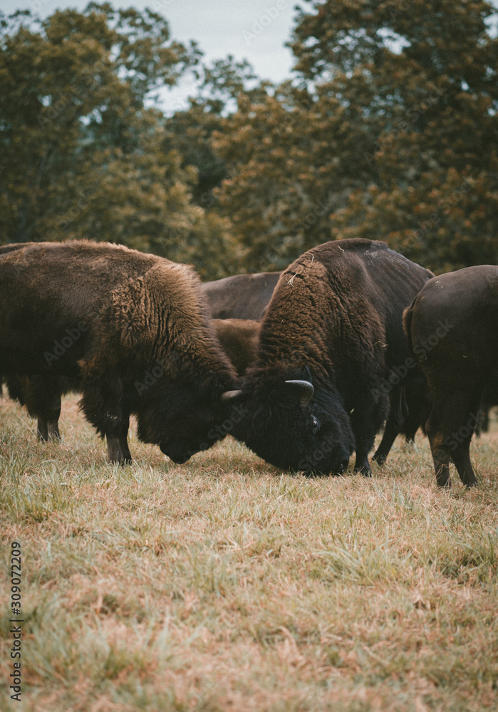 herd of buffalo herd of buffalo
