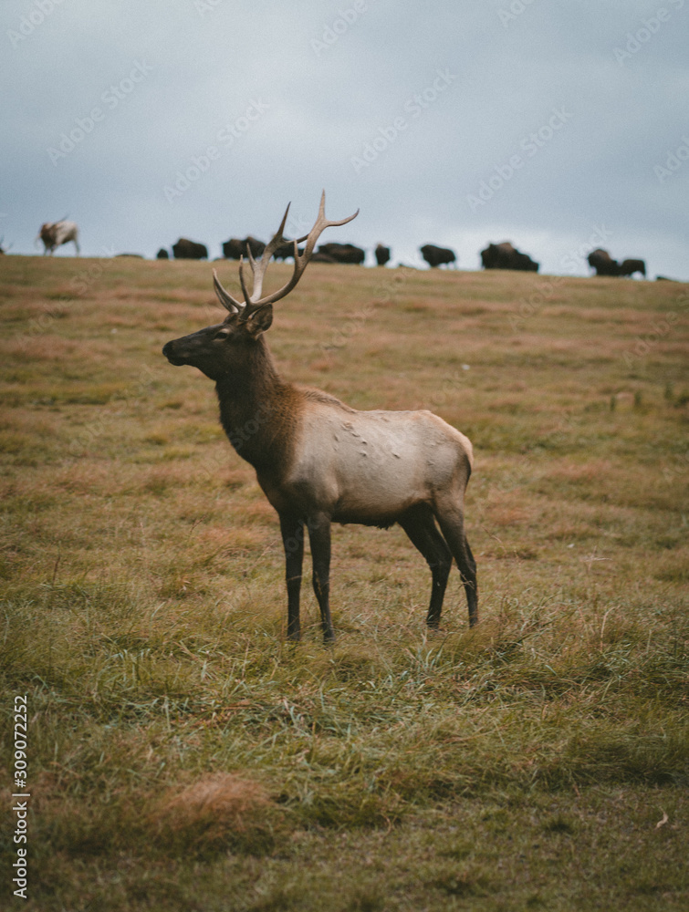 Elk Elk
