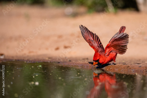 cardinal © David