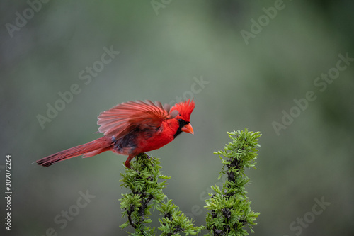 Cardinal landing