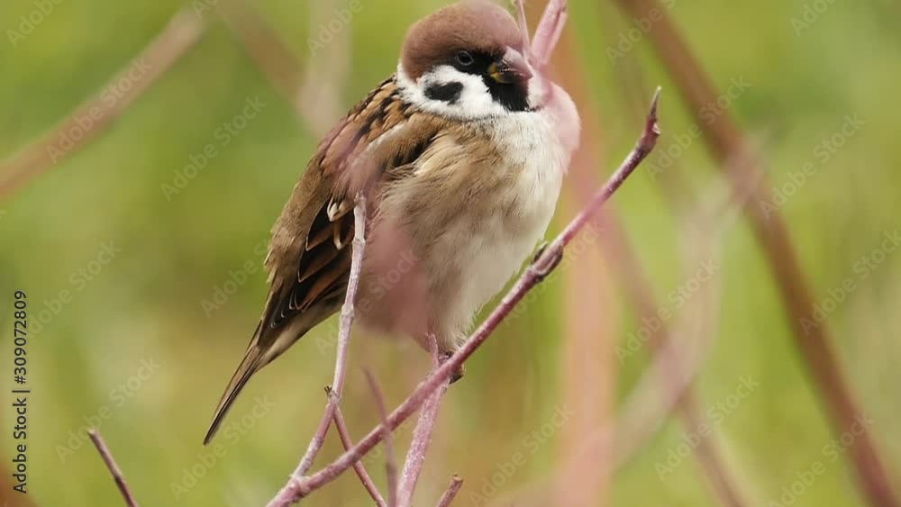 Sparrow is sitting on a branch. Natural background. Wild bird in slow motion. Sparrow is sitting on a branch. Natural background. Wild bird in slow motion.