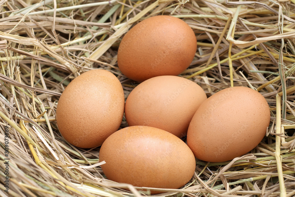 fresh five brown eggs on straw.