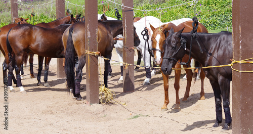 A group of polo horses waiting to be prepared for the match