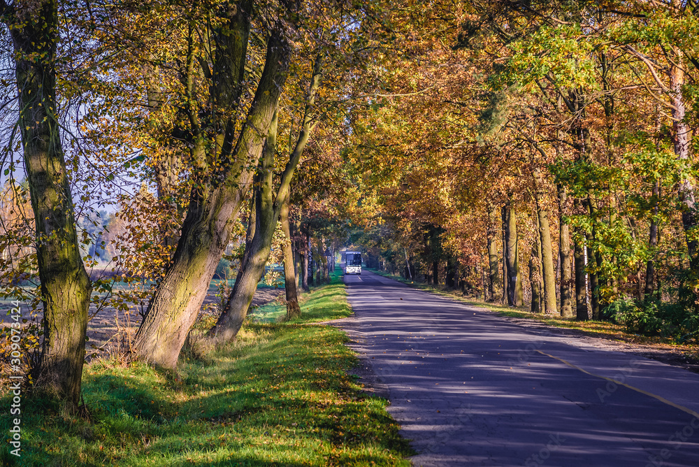 Autumnal road in Izabelin, small village near Warsaw city, Poland