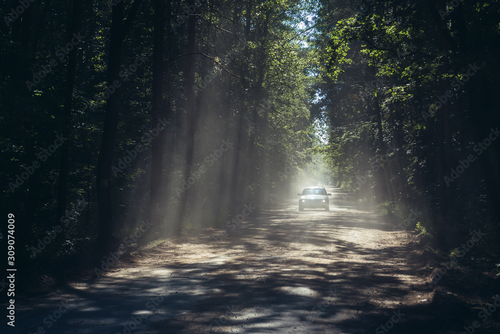 Unpaved road in forest in Gryfice County, West Pomerania region of Poland