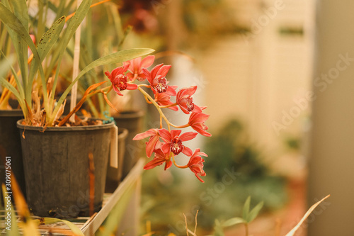 Fotografia Vibrant red orchids growing in pot in shadehouse fernery