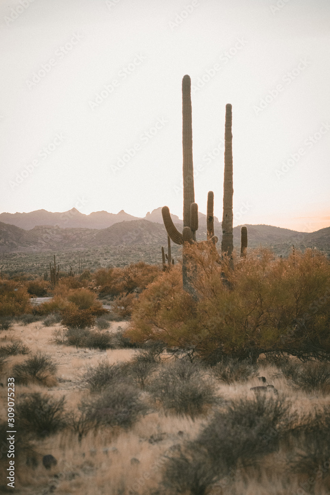 cactus in the desert