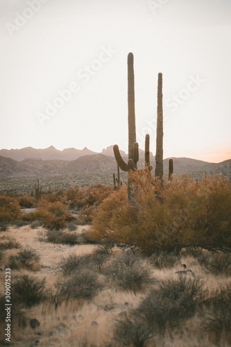 cactus in the desert © Hamilton