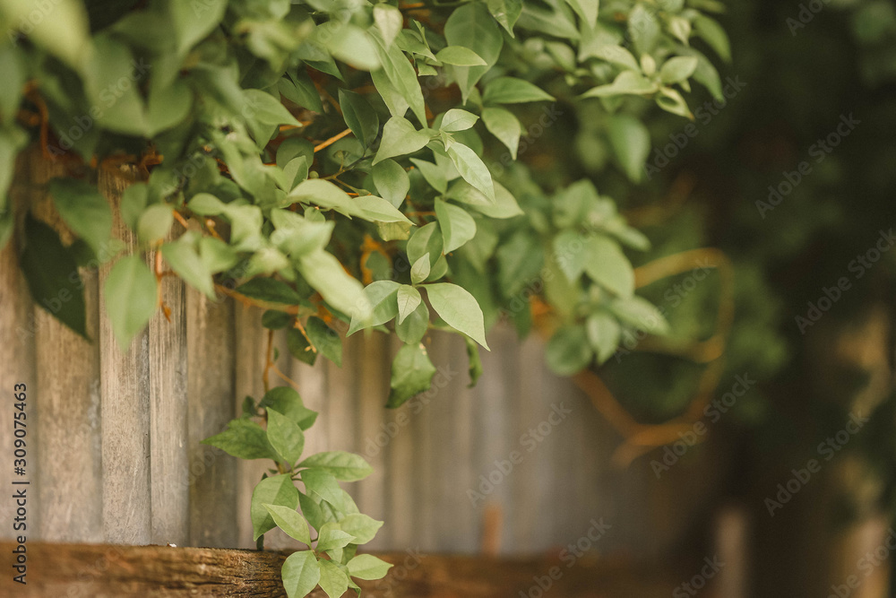 Bougainvillea hedge goring on corrugated iron fence in a country garden Bougainvillea hedge goring on corrugated iron fence in a country garden