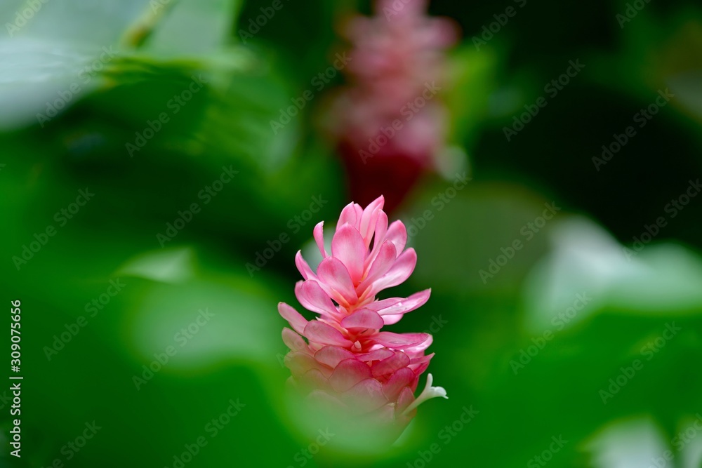 きれいに咲いたピンクのレッドジンジャーの花 Foto De Stock Adobe Stock きれいに咲いたピンクのレッドジンジャーの花 Foto De Stock Adobe Stock