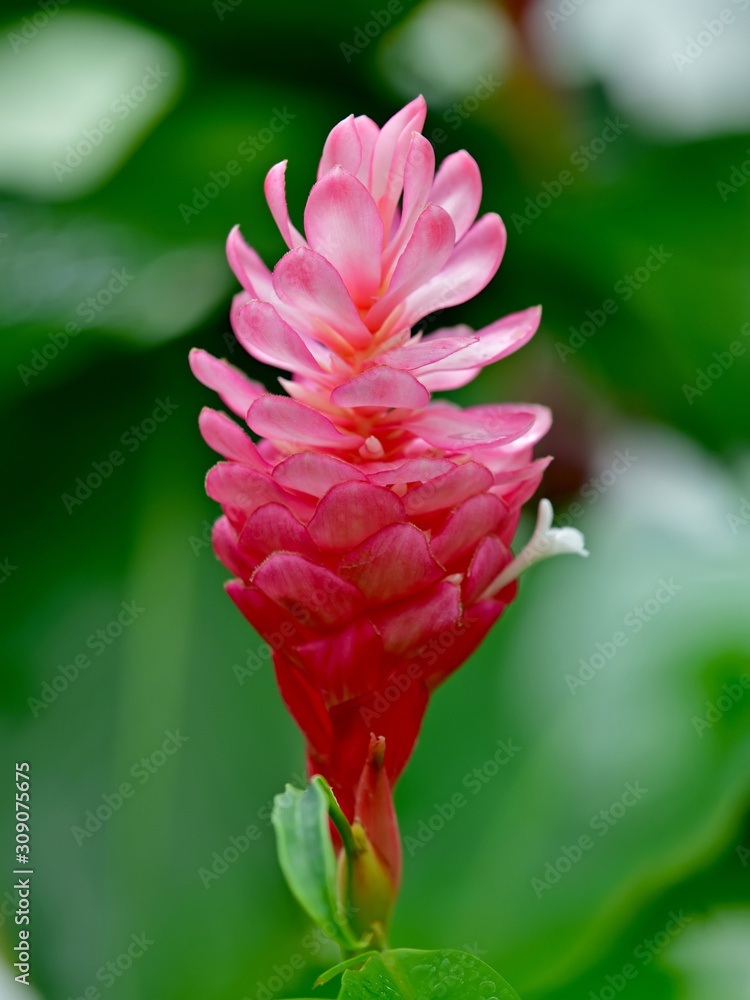 きれいに咲いたピンクのレッドジンジャーの花 Stock Photo Adobe Stock