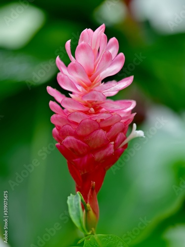 きれいに咲いたピンクのレッドジンジャーの花 Stock Photo Adobe Stock