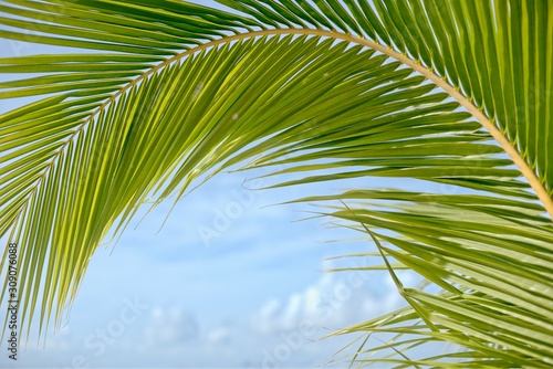 Tropical palm leaves  blurred background. Sunlight on palm leaves at summer. Green  palm leafs 