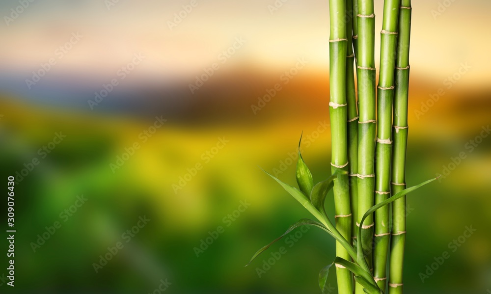 Fototapeta premium Many bamboo stalks on bokeh background