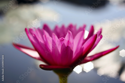 Early morning sun shining on a blooming pink lotus in a pond