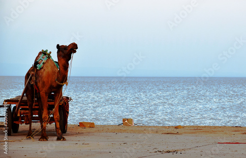 Camel on beach at sunset in front of the white sand Rann of Kutch