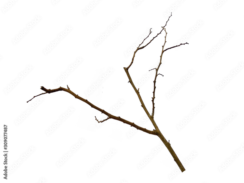 Tree branches set isolated on white background. Wood pile or tree sticks isolated on white background. Twigs, set macro dry branches birch isolated on white background, with clipping path. Tree branches set isolated on white background. Wood pile or tree sticks isolated on white background. Twigs, set macro dry branches birch isolated on white background, with clipping path.