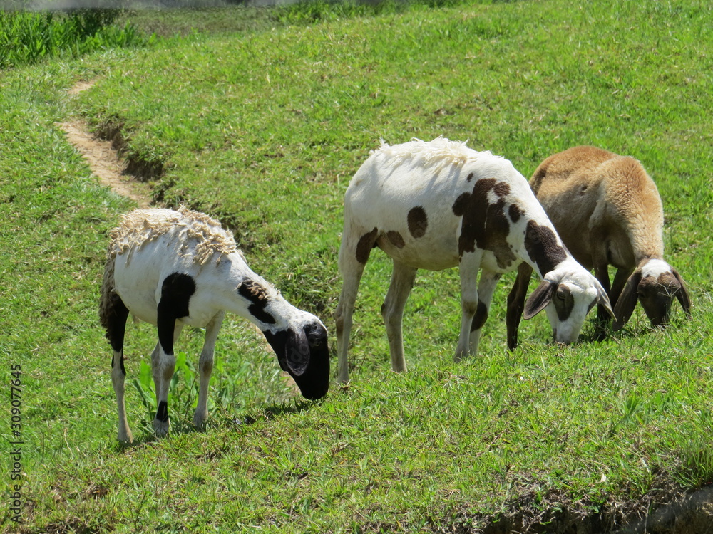three sheep in the pasture three sheep in the pasture