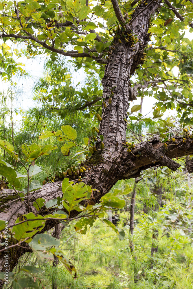 Wild orchids on the branches in the forest, southern Thailand Wild orchids on the branches in the forest, southern Thailand