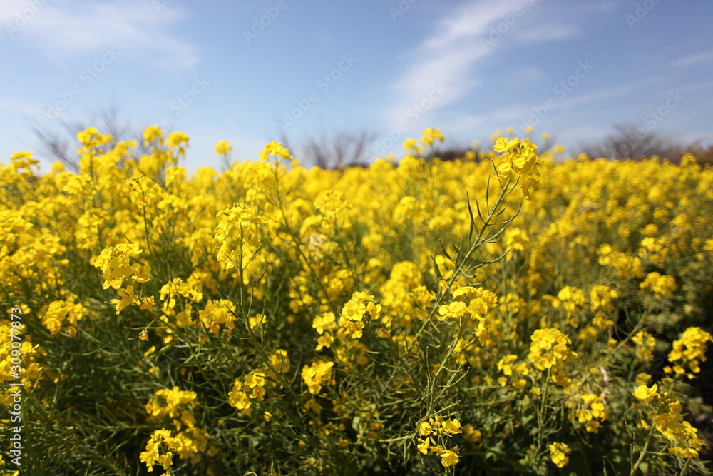 菜の花畑 菜の花畑