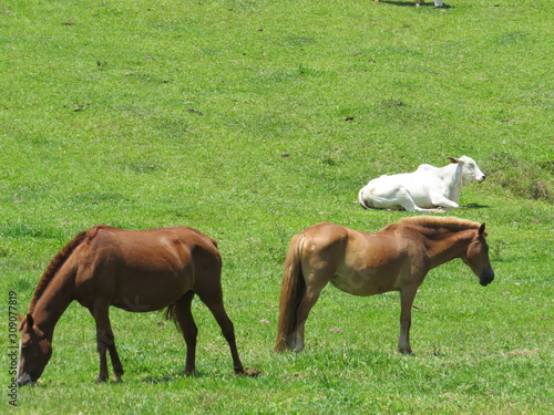 two brown horses and a white cow in the pasture