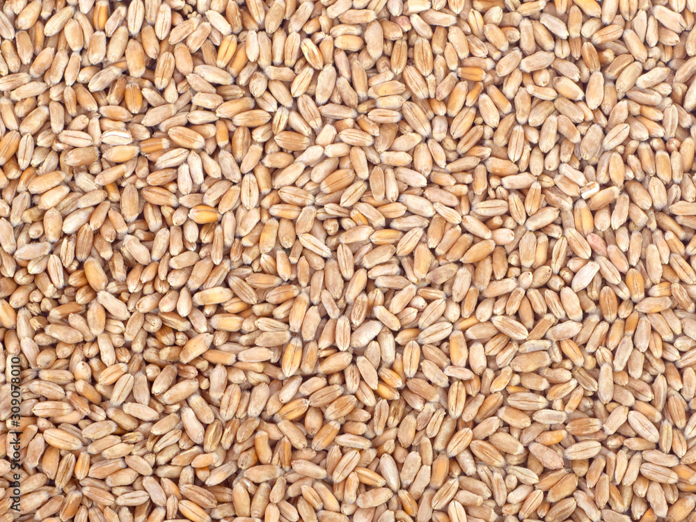 Big pile of wheat grain. Textured background, top view. Concept of crop yields, agriculture, fertility and organic food Big pile of wheat grain. Textured background, top view. Concept of crop yields, agriculture, fertility and organic food