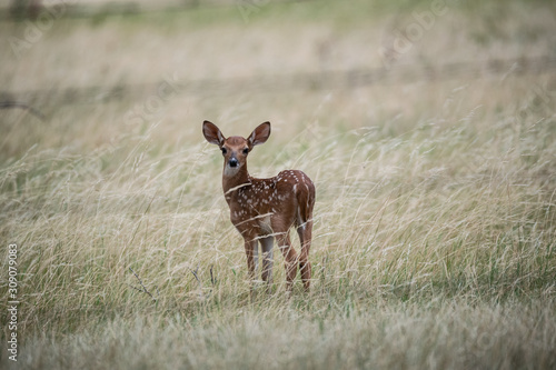 Fawn