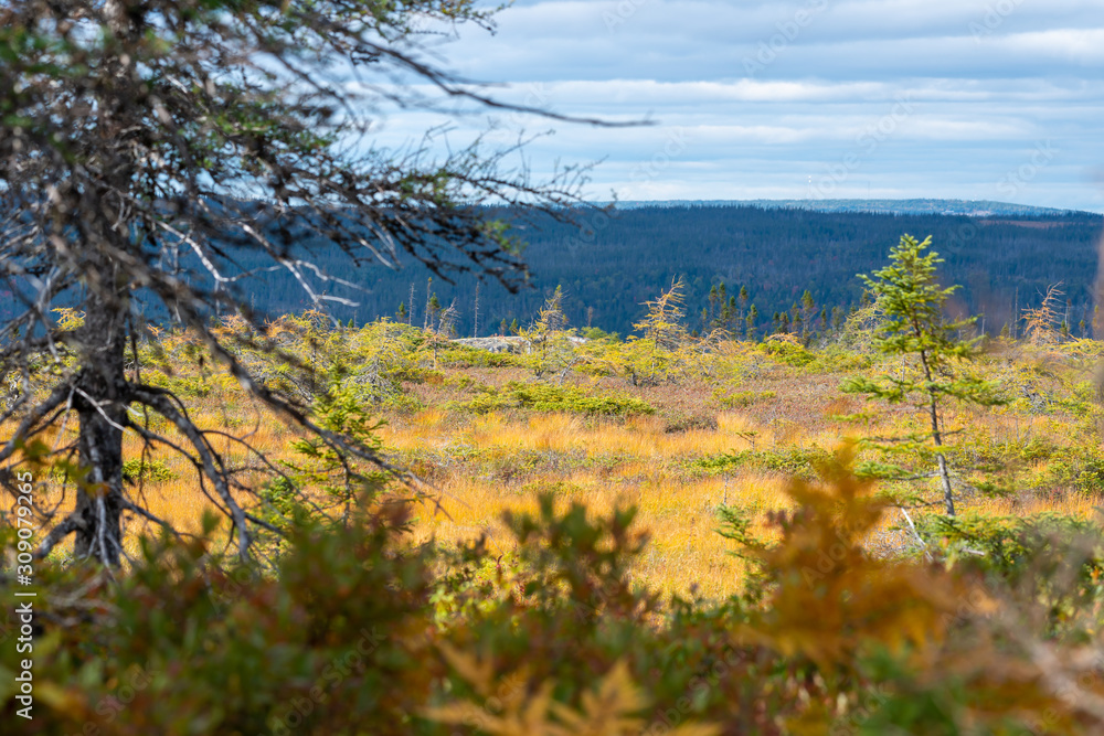Fototapeta premium Autumn landscape of marsh with trees and a mountain under cloudy skies.