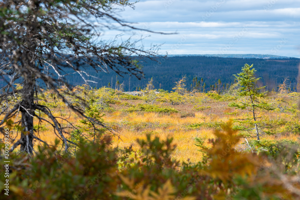 Autumn landscape of marsh with trees and a mountain under cloudy skies.