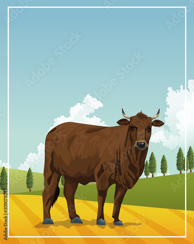 bull animal farm in the camp scene