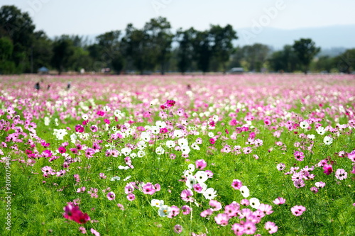 Nakhon Ratchasima,Thailand-December 7, 2019: Cosmos flower field in Thailand