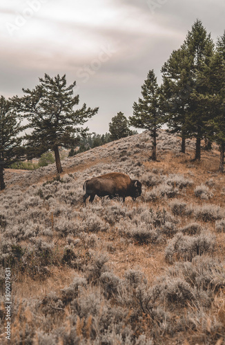 American Bison © Hamilton