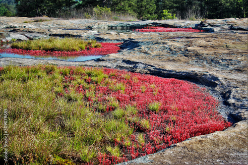 diamorpha blossoms photo