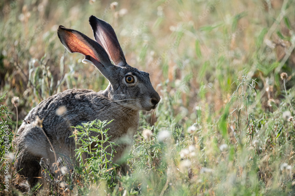 Fototapeta premium Jack Rabbit