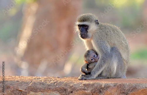 Vervet monkey mother holds her nursing infant while sitting on a stone wall. Copy space. (Chlorocebus pygerythrus)