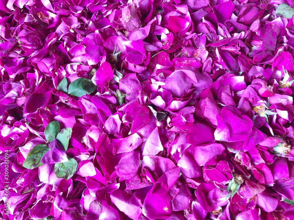 Close up Purple rose petals  background, 