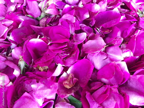 Close up Purple rose petals  background  